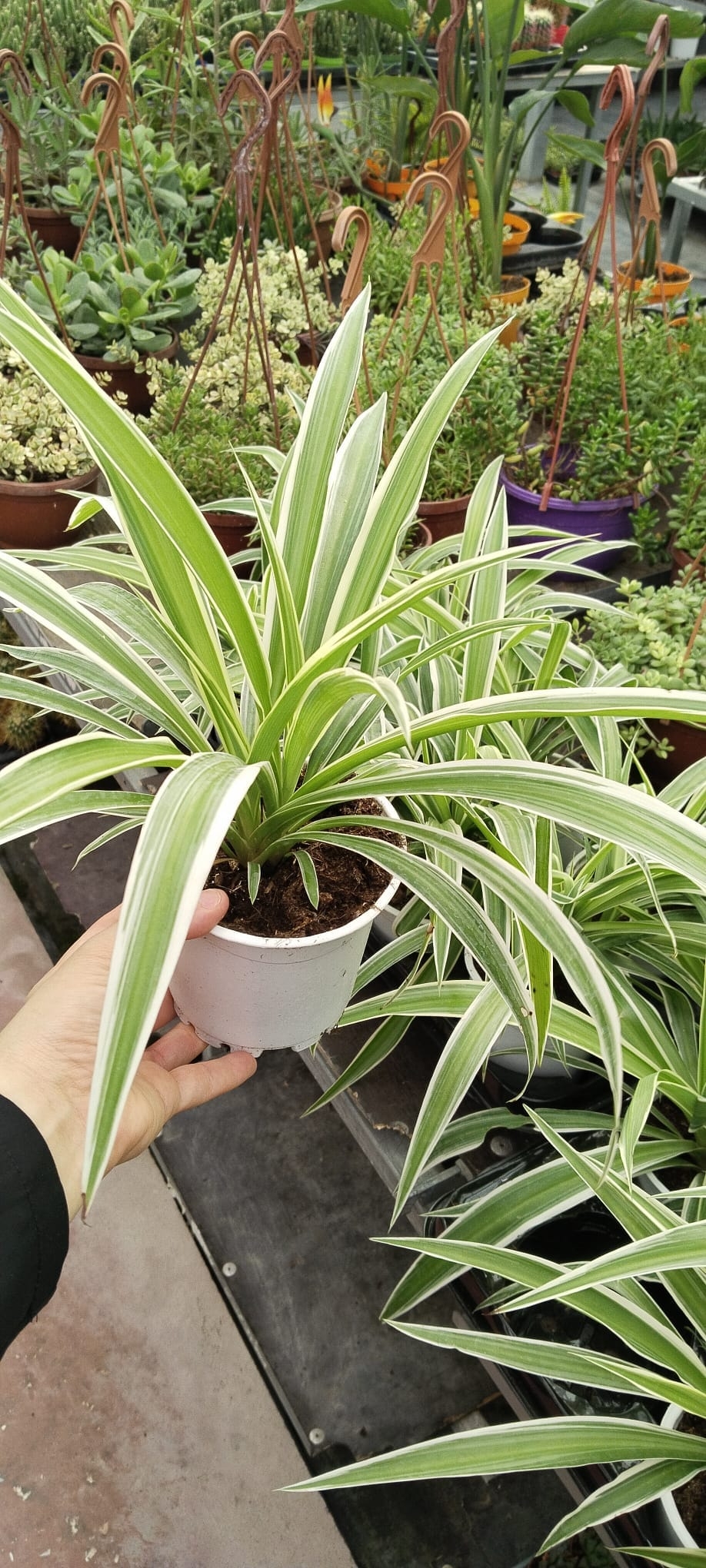 Kurdele%20Çiçeği%20(Chlorophytum%20Comosum)-15cm%20Saksıda