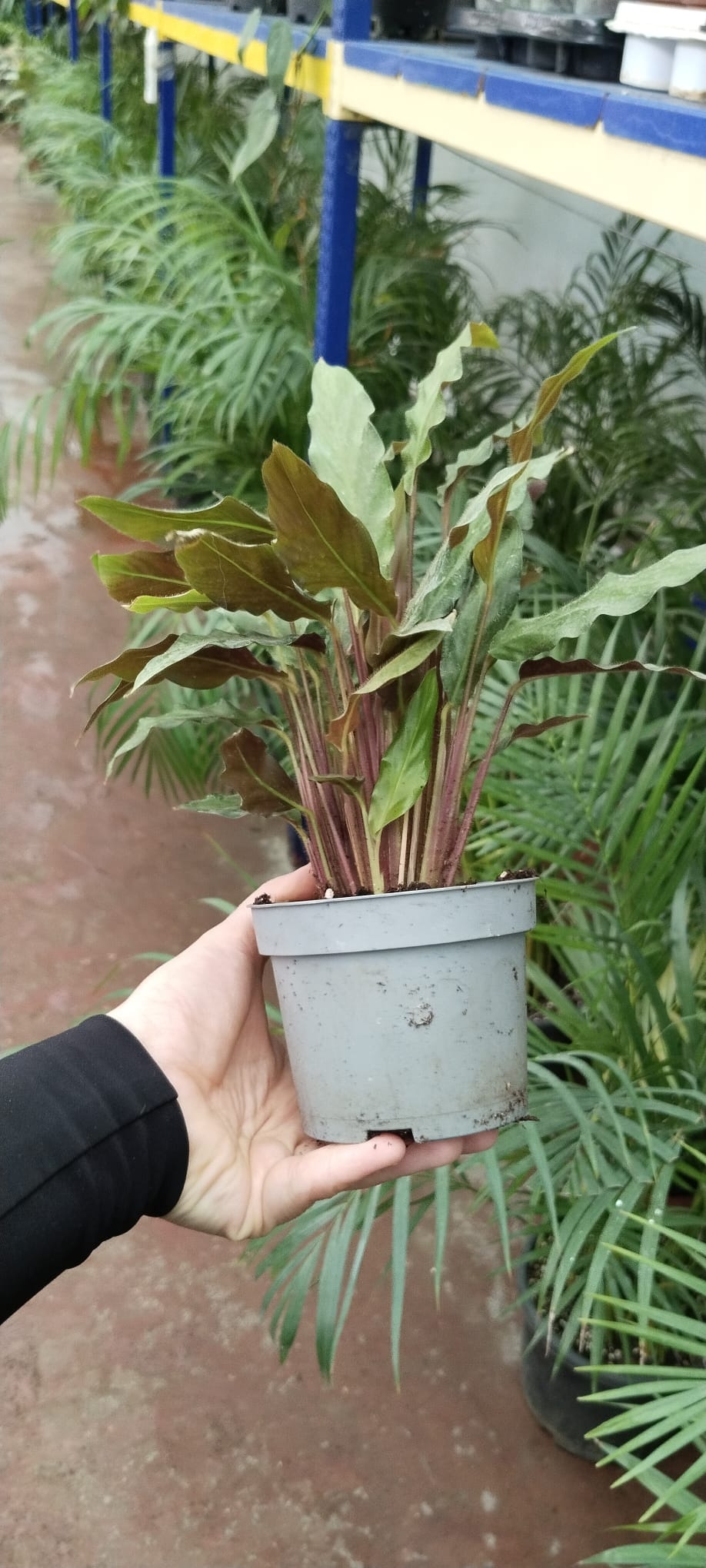 CALATHEA%20RUFİBARBA%20WAVESTAR%20KALATYA%20DUA%20ÇİÇEĞİ%20