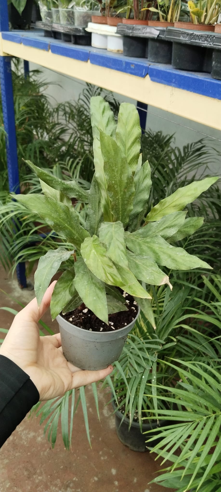 CALATHEA%20RUFİBARBA%20WAVESTAR%20KALATYA%20DUA%20ÇİÇEĞİ%20