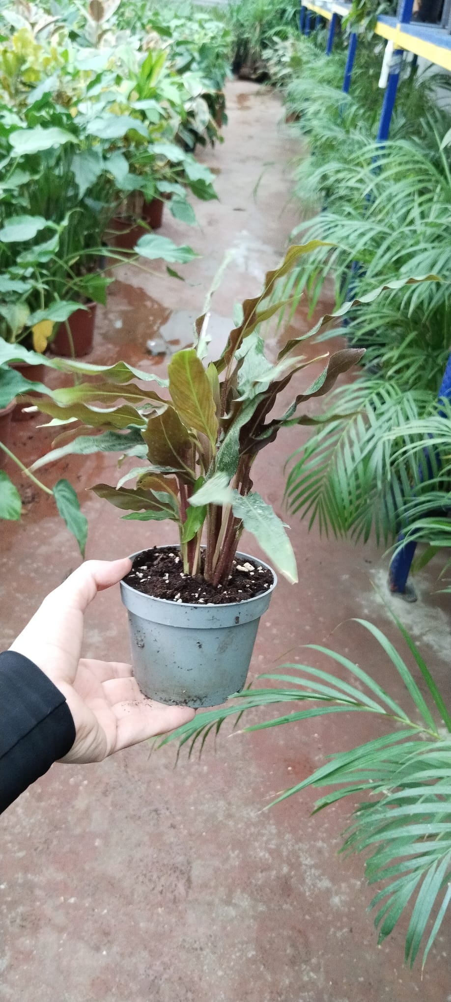 CALATHEA%20RUFİBARBA%20WAVESTAR%20KALATYA%20DUA%20ÇİÇEĞİ%20