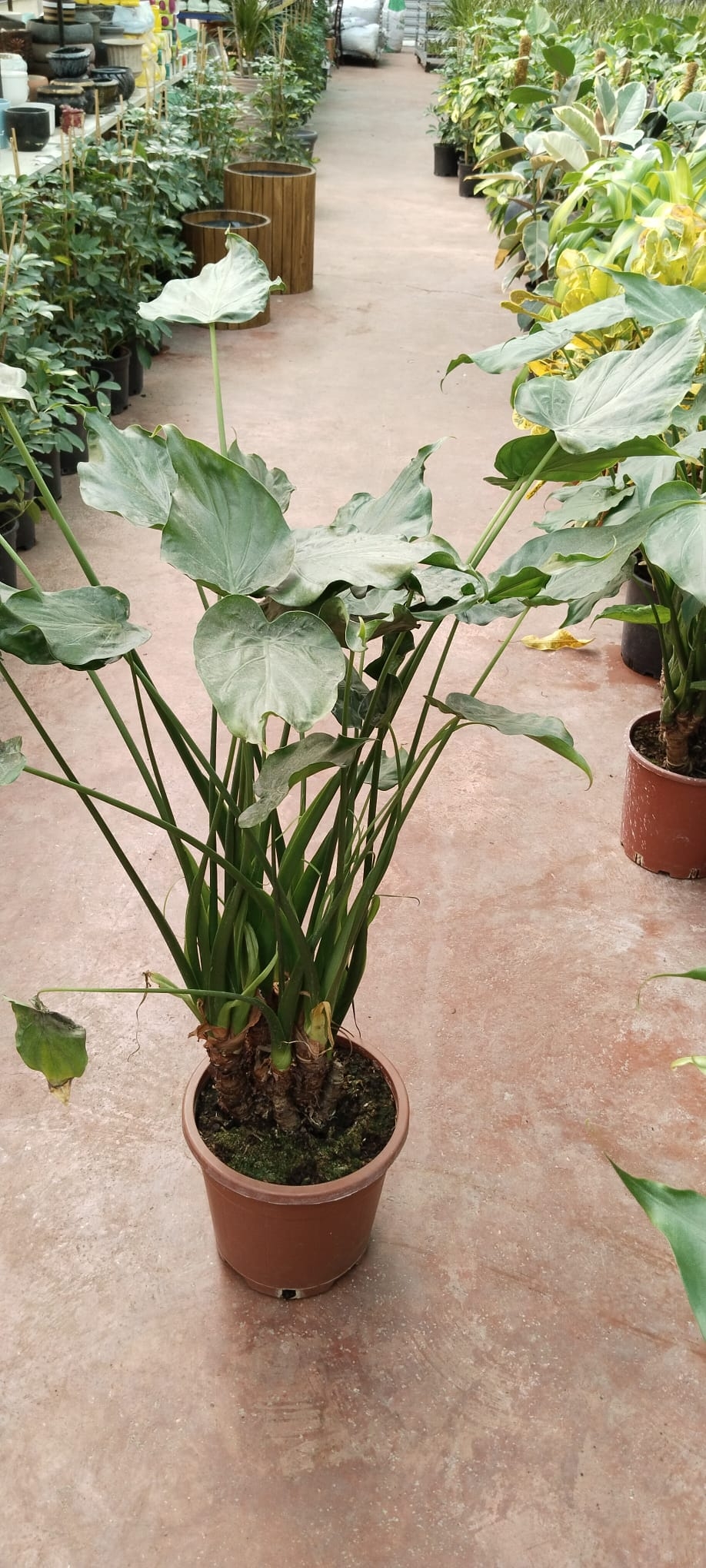 Dev%20Yapraklı%20Fil%20Kulağı%20Bitkisi%20-%20%20OLACASİA%20CUCULLATA-%20Alocasia%20Macrorrhizos-100CM