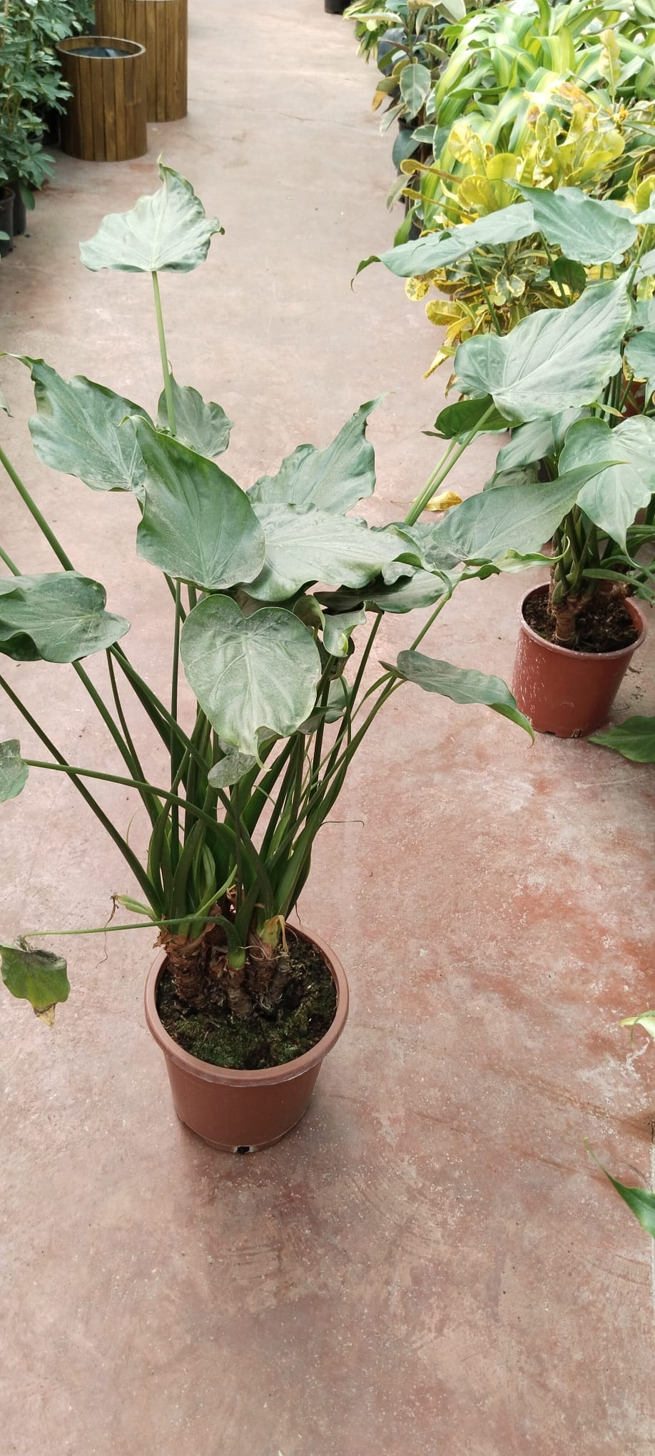 Dev%20Yapraklı%20Fil%20Kulağı%20Bitkisi%20-%20%20OLACASİA%20CUCULLATA-%20Alocasia%20Macrorrhizos-100CM