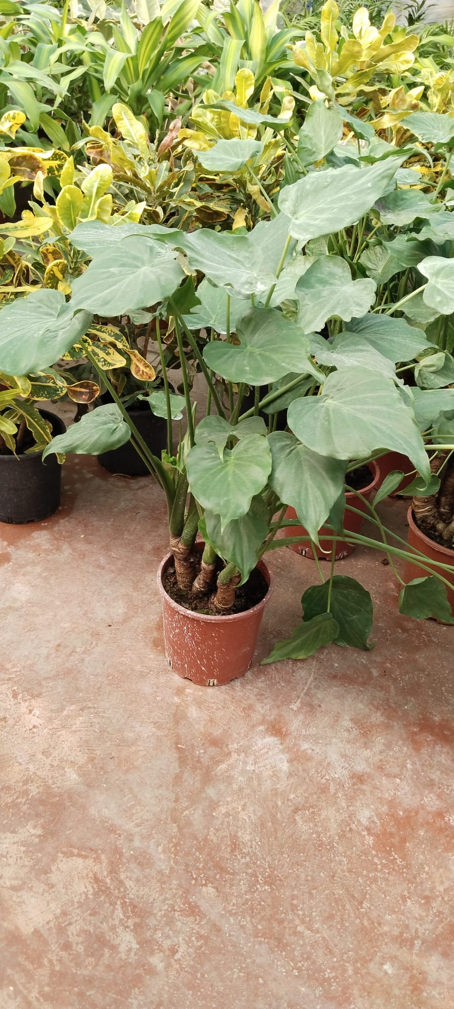 Dev%20Yapraklı%20Fil%20Kulağı%20Bitkisi%20-%20%20OLACASİA%20CUCULLATA-%20Alocasia%20Macrorrhizos-100CM