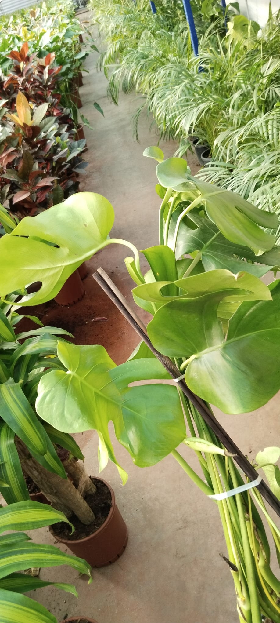 Monstera%20deliciosa-Deve%20Tabanı-90-100cm