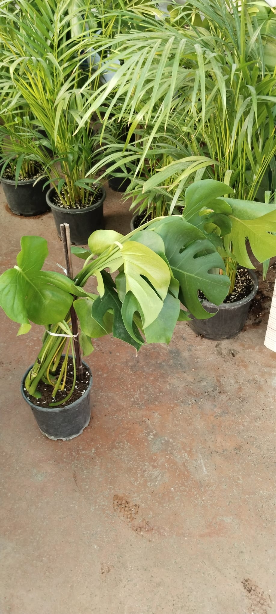 Monstera%20deliciosa-Deve%20Tabanı-90-100cm