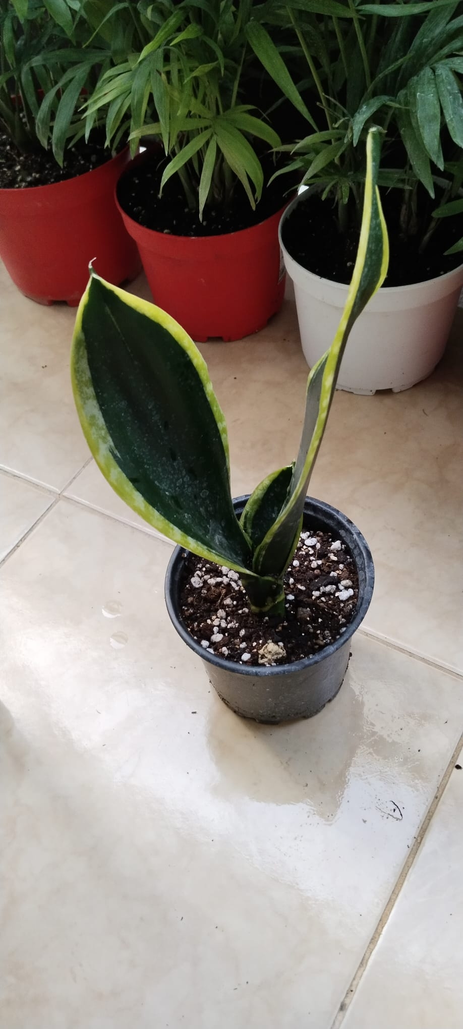 Sansevieria%20’Black%20Gold’-PAŞA%20KILICI