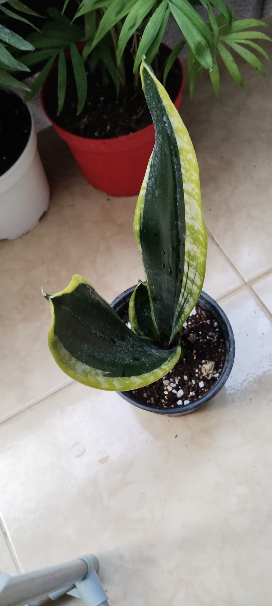 Sansevieria%20’Black%20Gold’-PAŞA%20KILICI