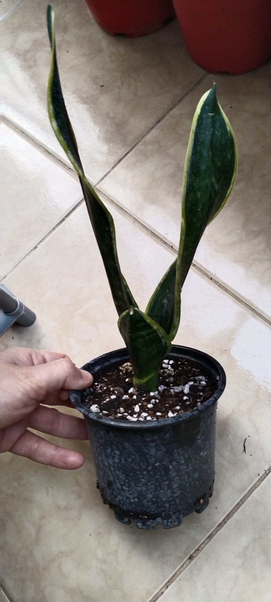 Sansevieria%20’Black%20Gold’-PAŞA%20KILICI