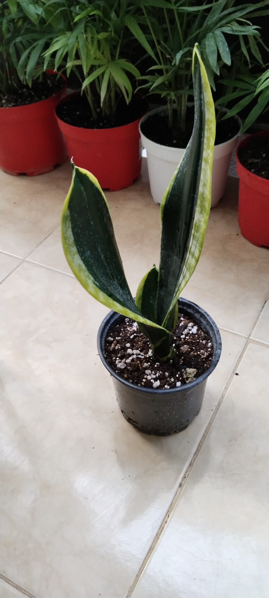 Sansevieria%20’Black%20Gold’-PAŞA%20KILICI