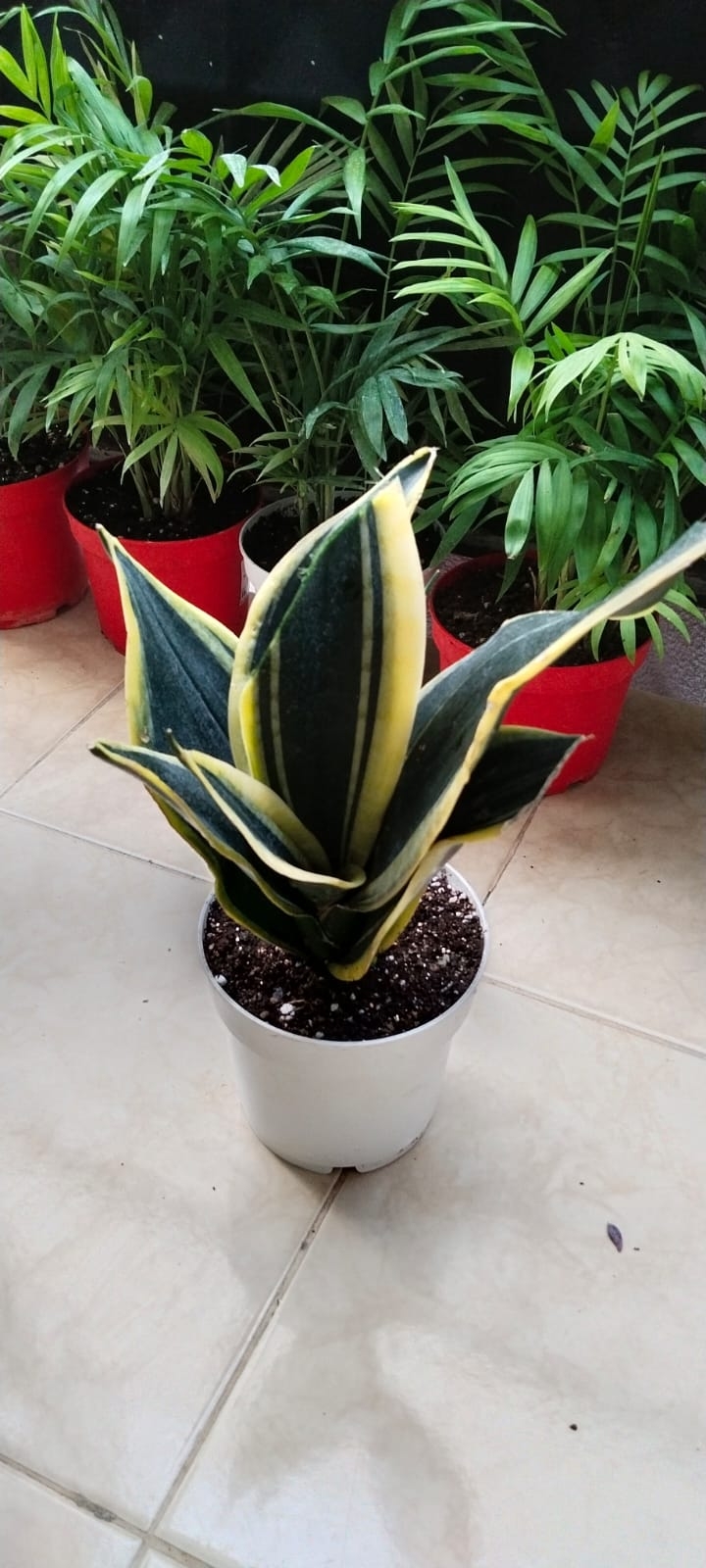 Sansevieria%20’Black%20Gold’-PAŞA%20KILICI