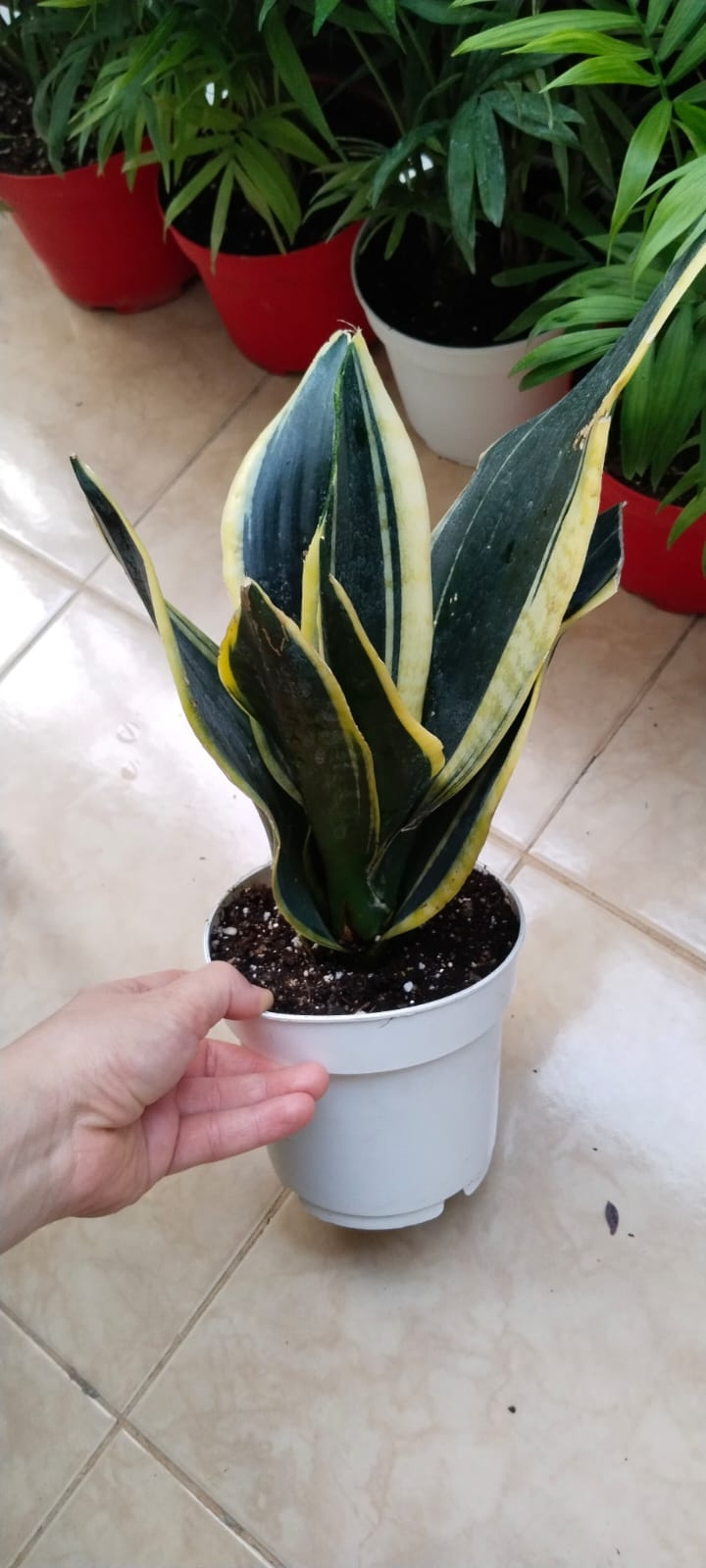 Sansevieria%20’Black%20Gold’-PAŞA%20KILICI