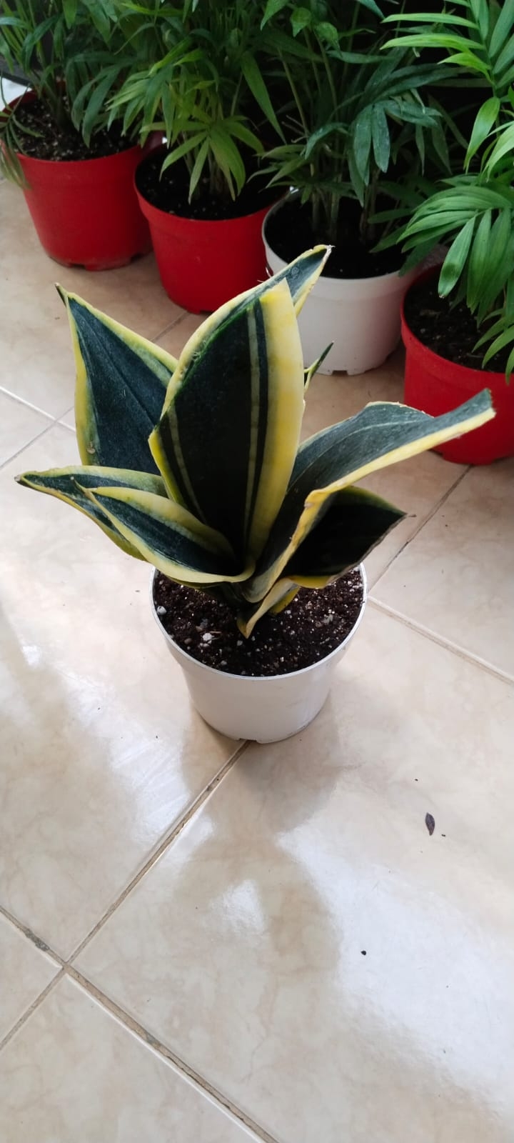 Sansevieria%20’Black%20Gold’-PAŞA%20KILICI