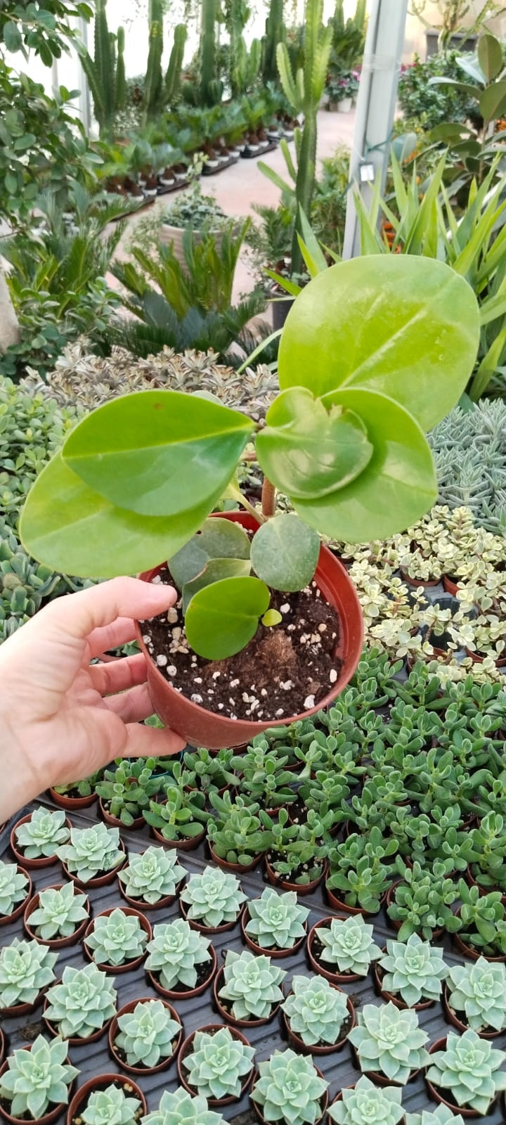 Peperomia-Zümrüt%20Dalgası%20-12CM%20Saksıda