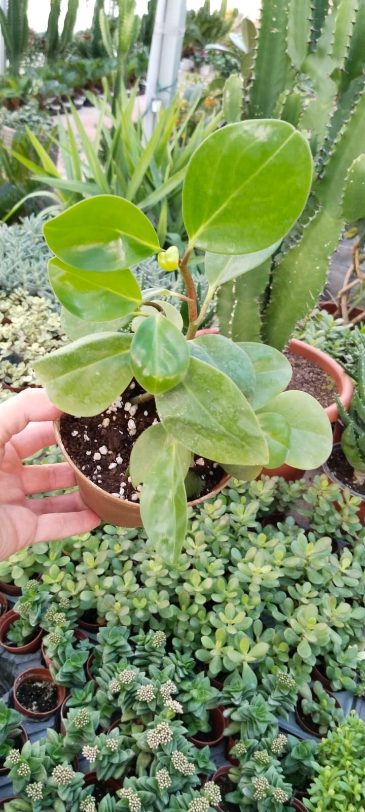 Peperomia-Zümrüt%20Dalgası%20-12CM%20Saksıda