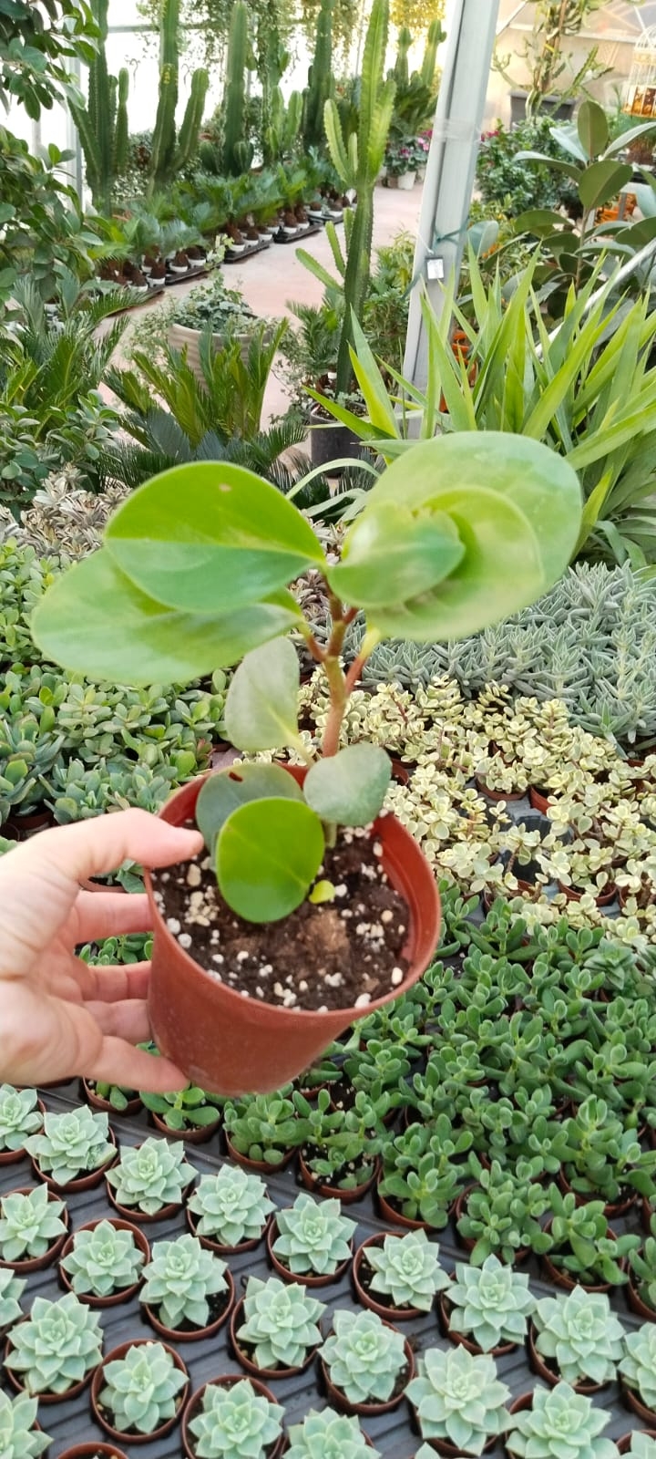 Peperomia-Zümrüt%20Dalgası%20-12CM%20Saksıda