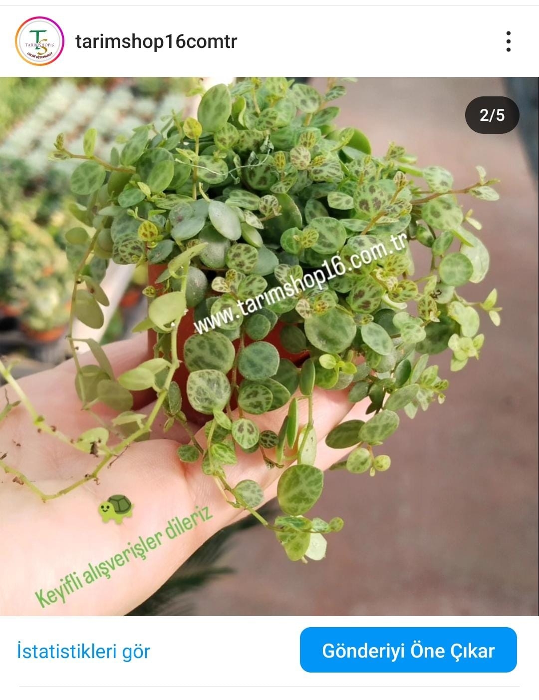 Peperomia%20Prostrata%20(Kamplumbağa%20Dizesi)-5,5cm%20saksıda