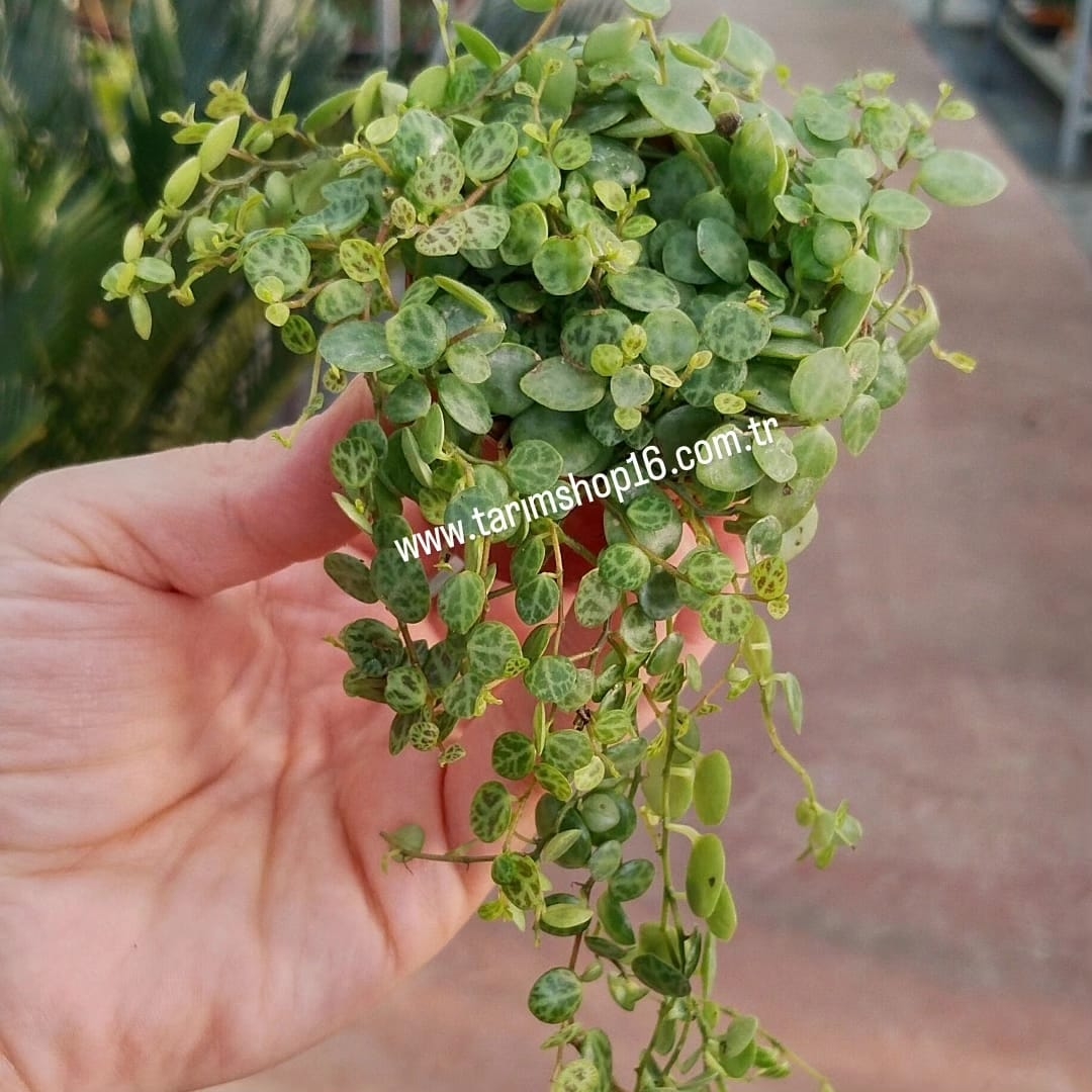 Peperomia%20Prostrata%20(Kamplumbağa%20Dizesi)-5,5cm%20saksıda