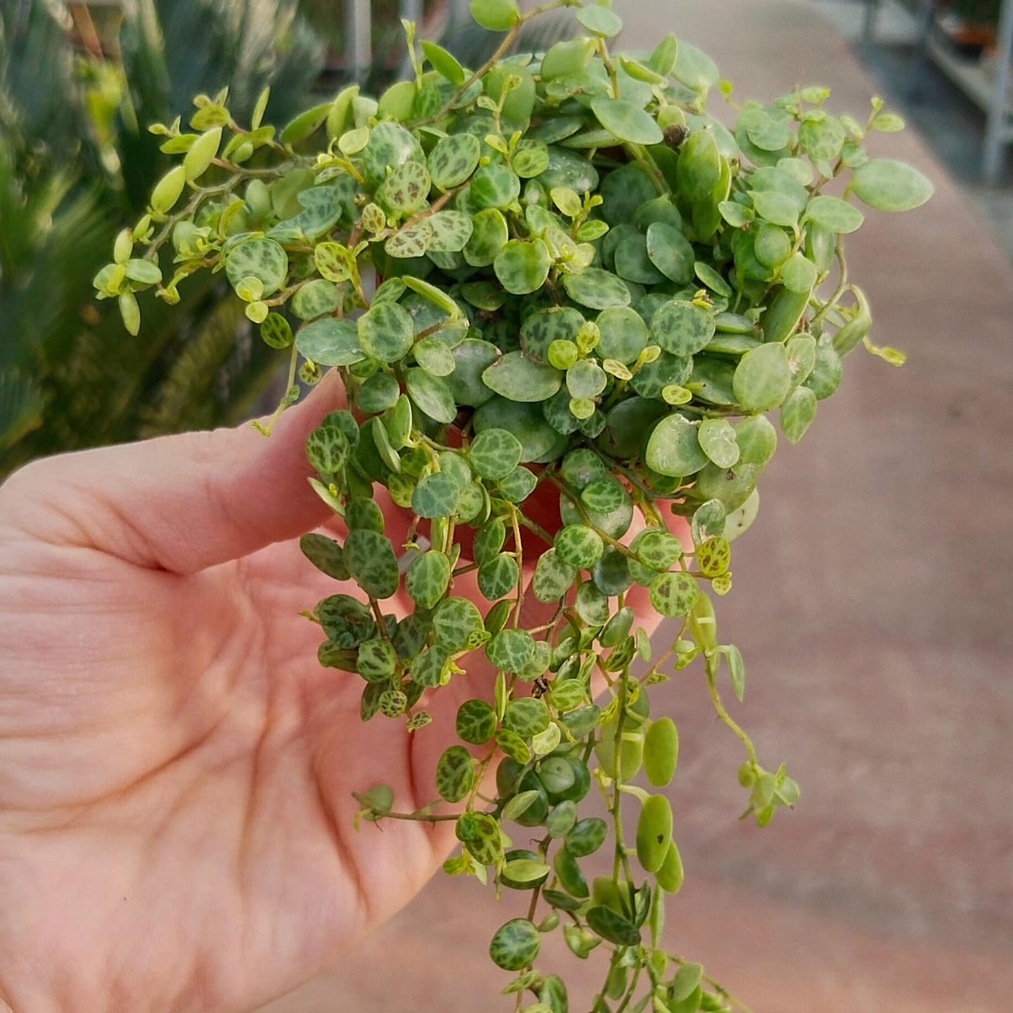 Peperomia%20Prostrata%20(Kamplumbağa%20Dizesi)-5,5cm%20saksıda