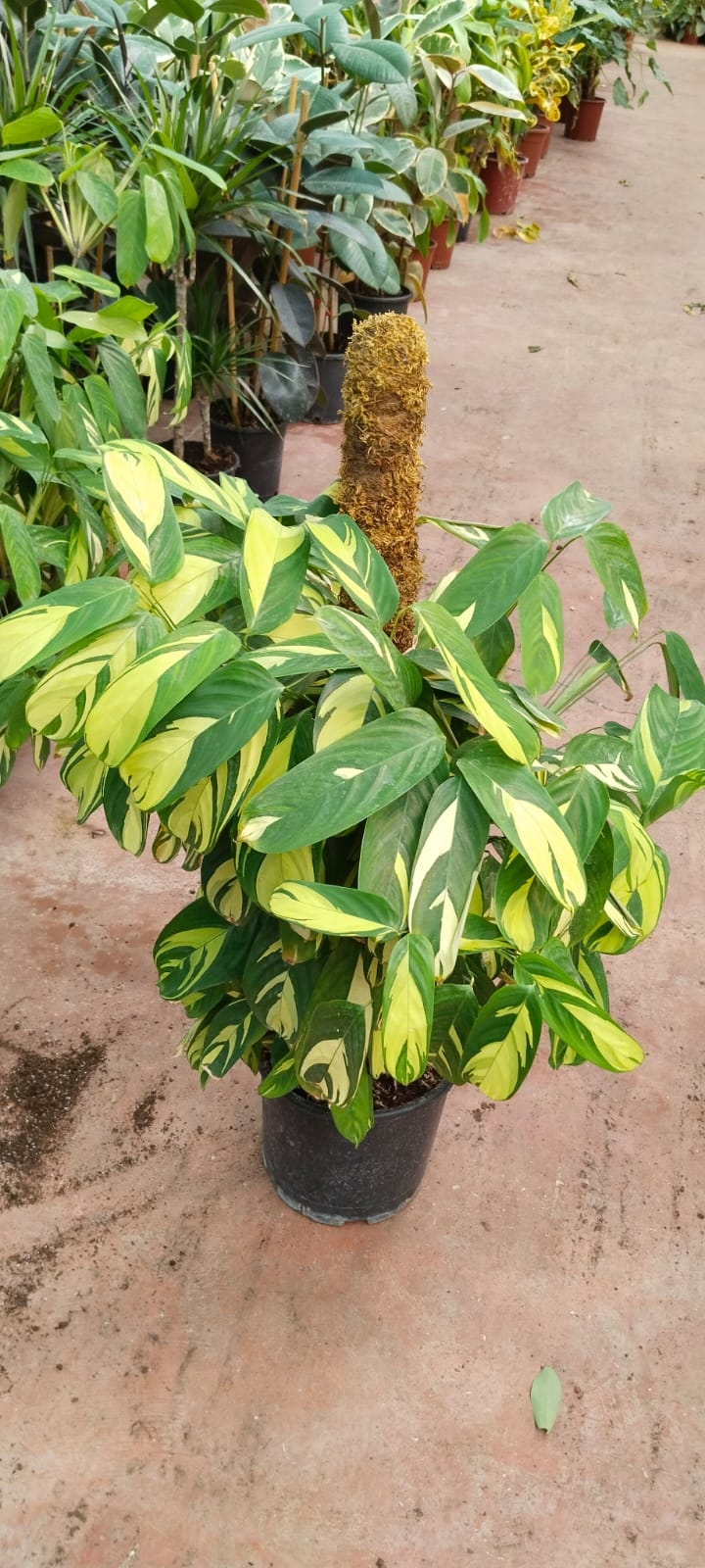 Calathea%20Ctenanthe%20Pilosa-sopalı%20