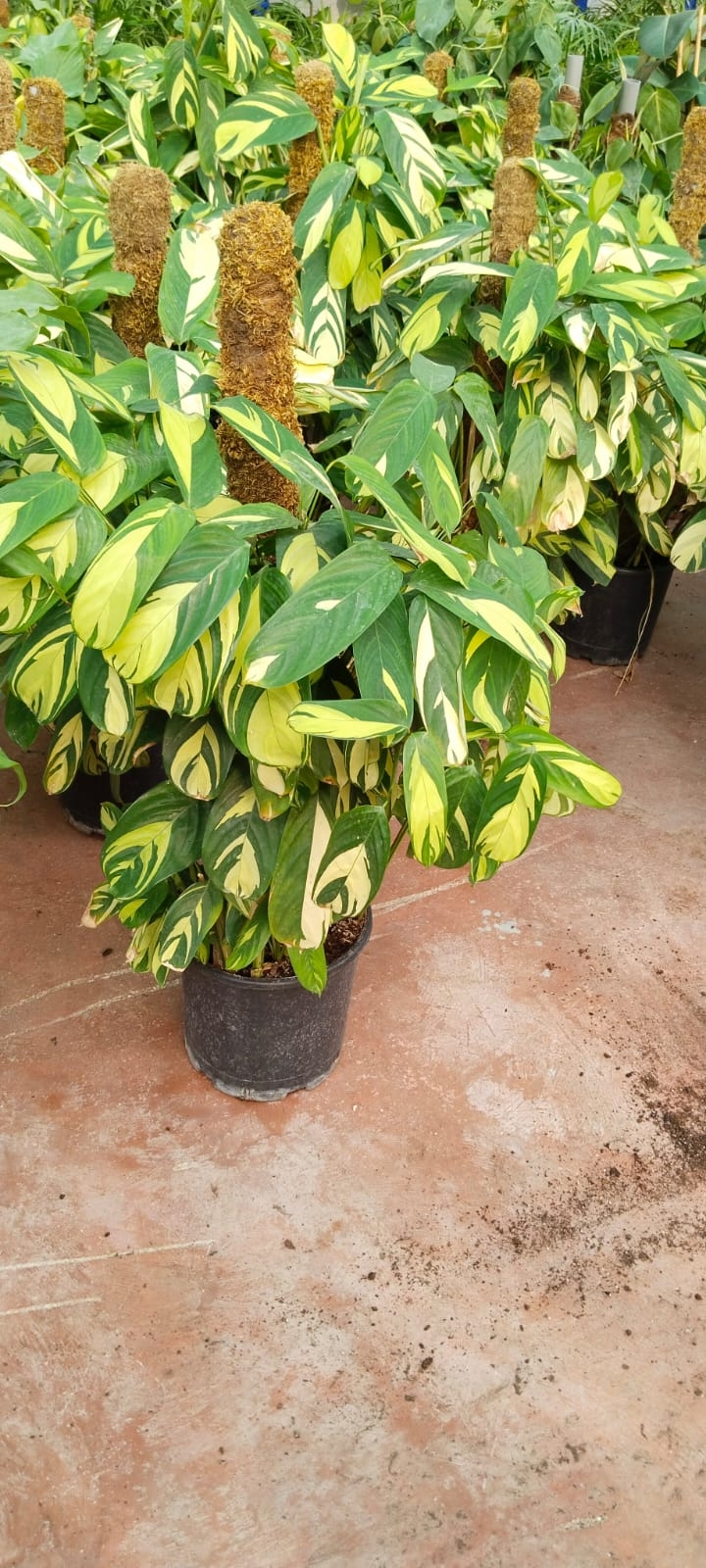 Calathea%20Ctenanthe%20Pilosa-sopalı%20