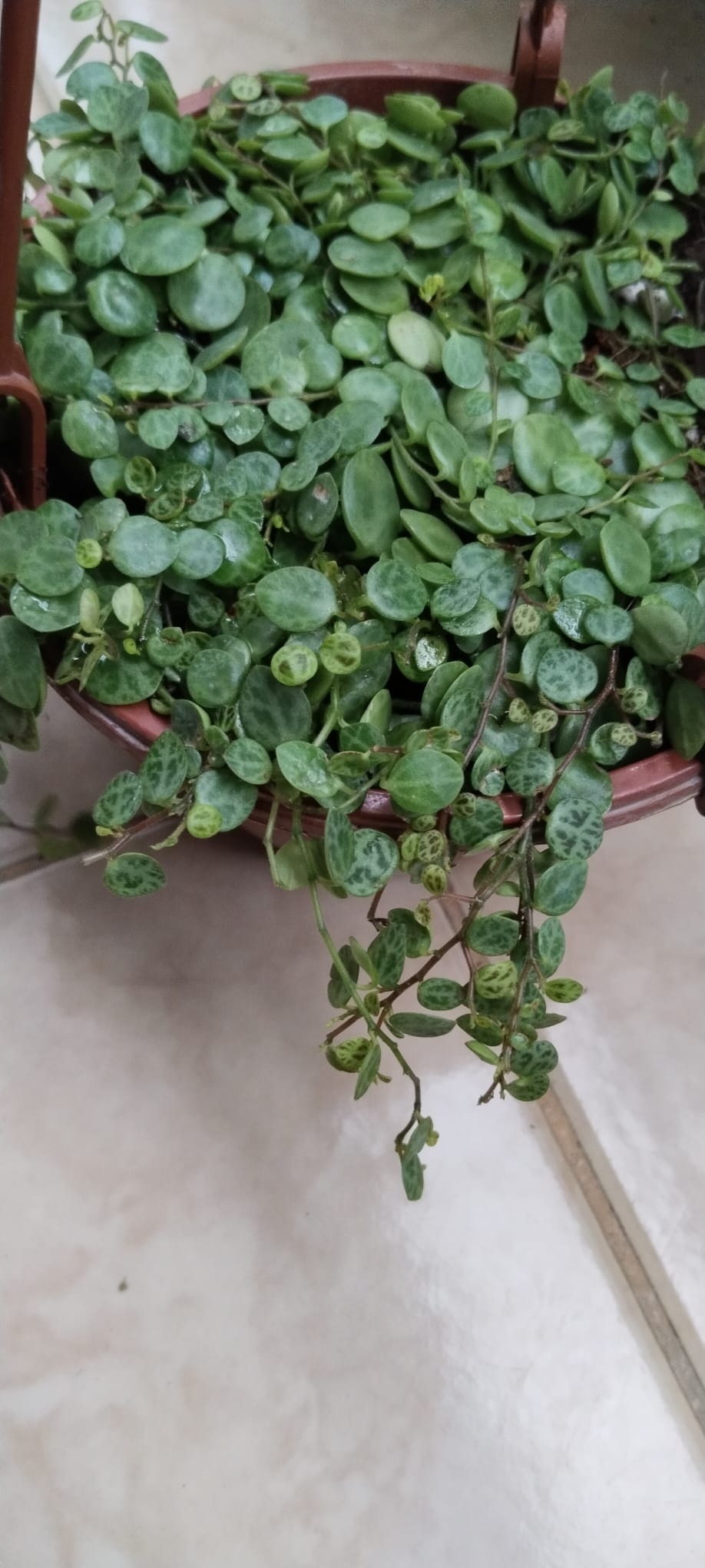 Peperomia%20prostrata%20kaplumbağa%20Dizisi-Askılı%20saksıda