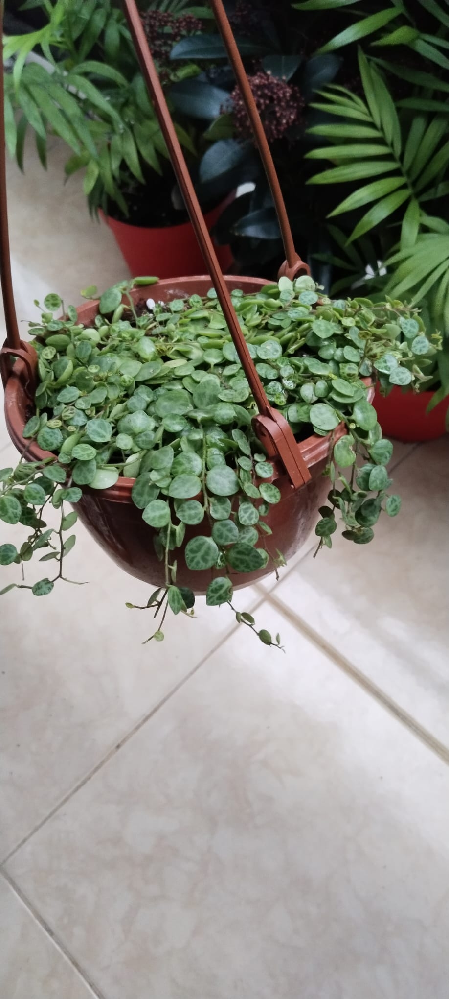 Peperomia%20prostrata%20kaplumbağa%20Dizisi-Askılı%20saksıda