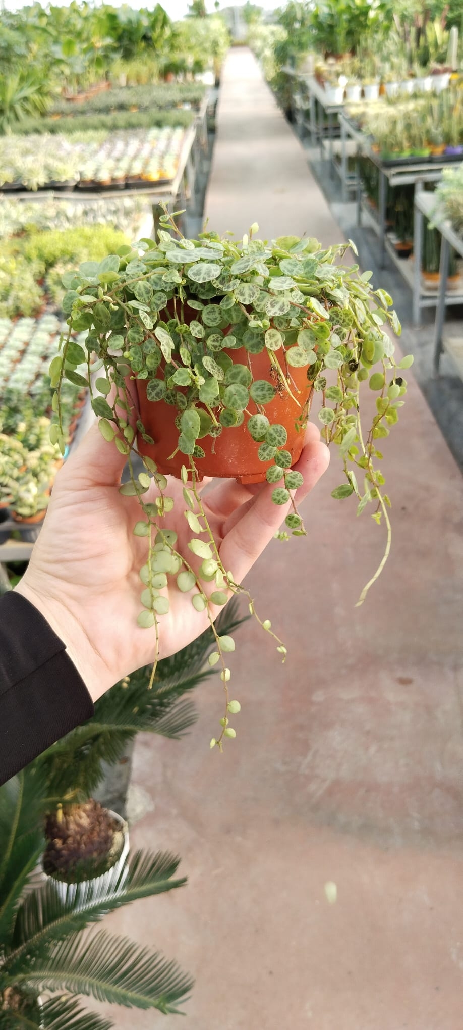 Peperomia%20prostrata%20kaplumbağa%20Dizisi-9cm%20saksıda