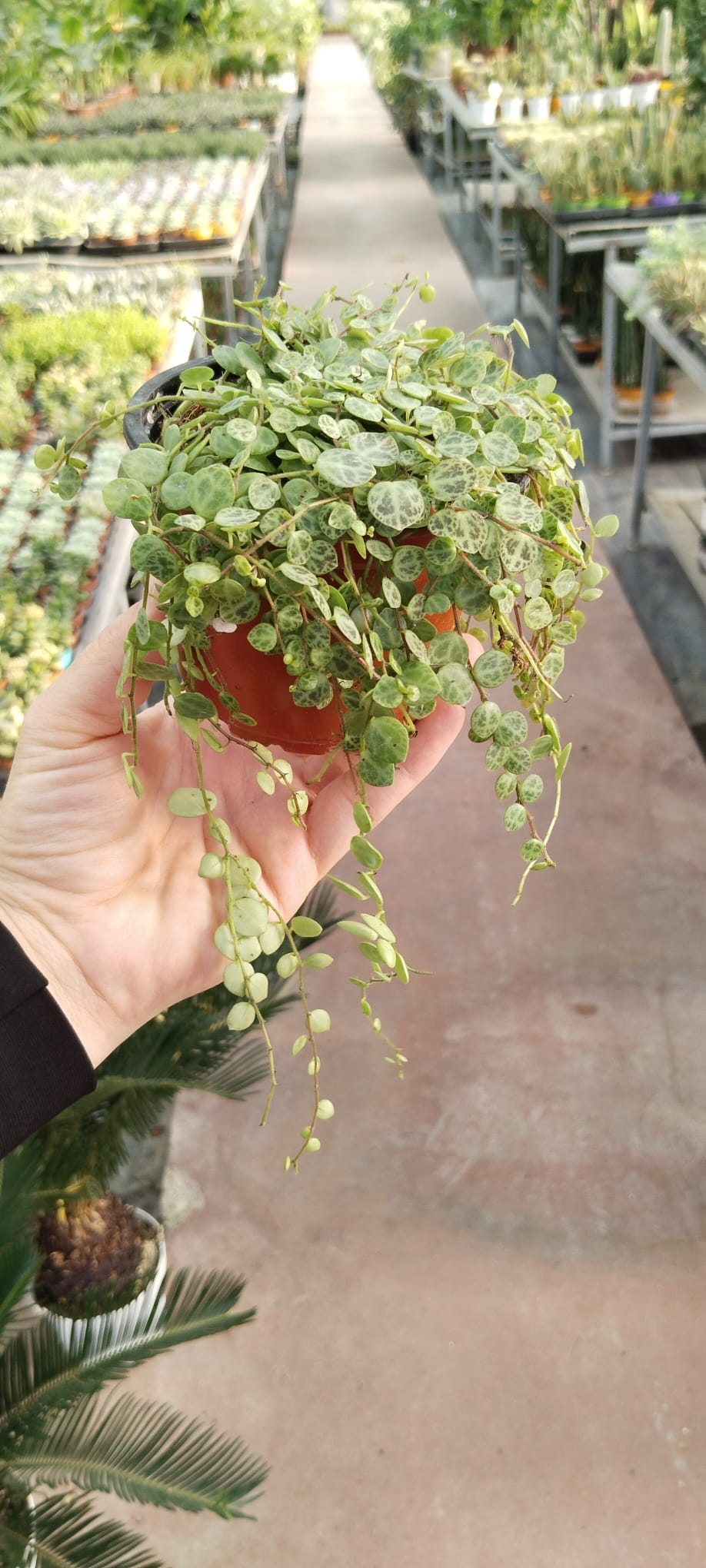 Peperomia%20prostrata%20kaplumbağa%20Dizisi-9cm%20saksıda