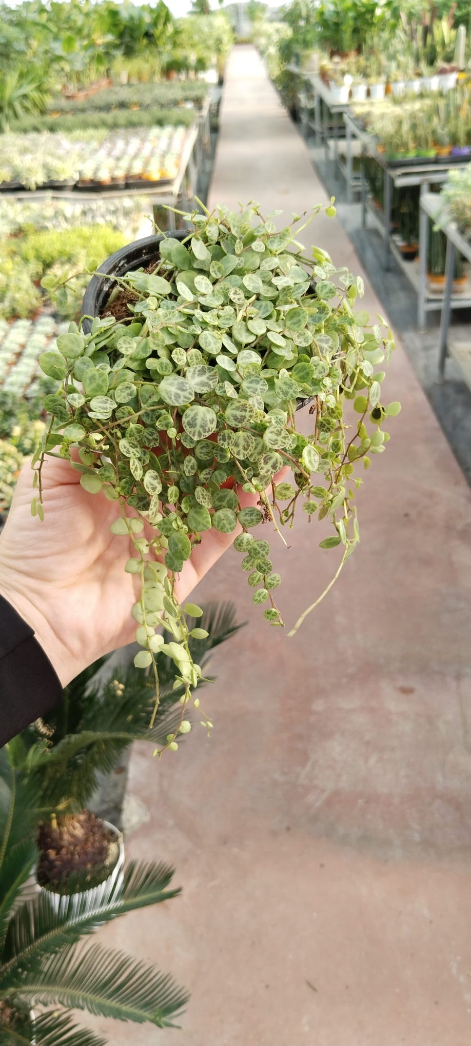 Peperomia%20prostrata%20kaplumbağa%20Dizisi-9cm%20saksıda