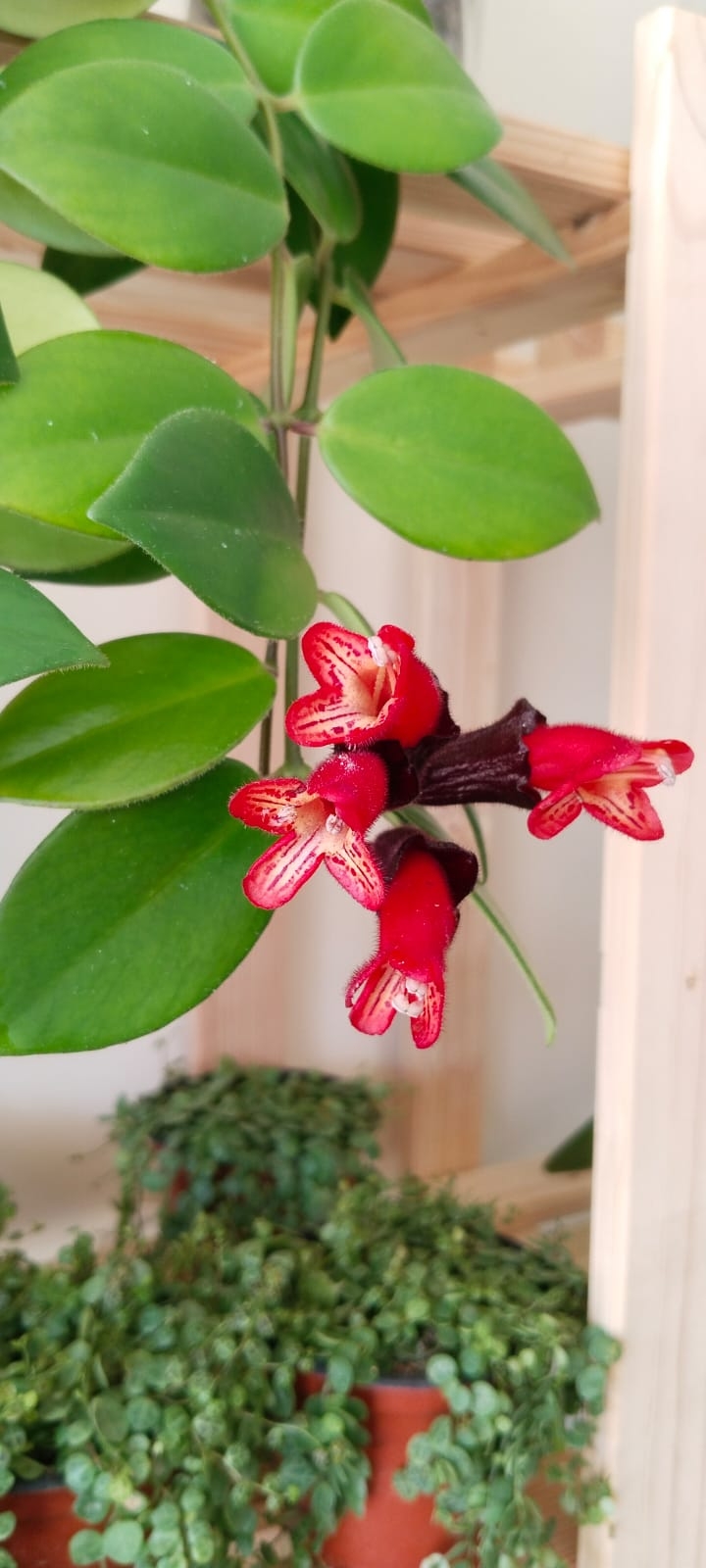 Aeschynanthus%20radicans%20(Ruj%20Çiçeği)%20