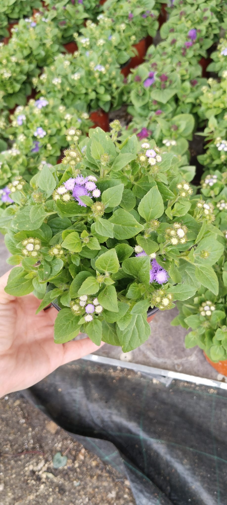 Vapur%20Dumanı%20(Ageratum%20Houstanianum)%20