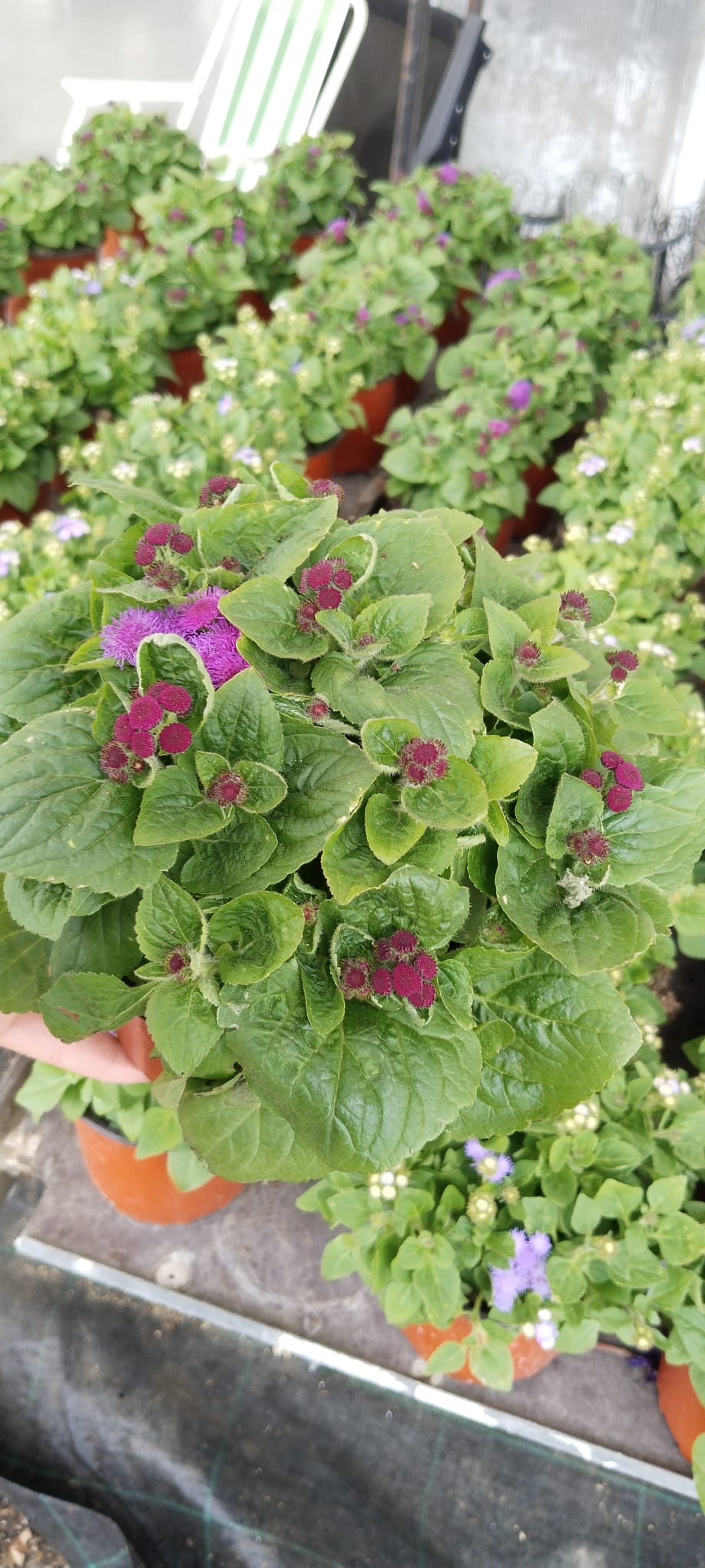 Vapur%20Dumanı%20(Ageratum%20Houstanianum)%20