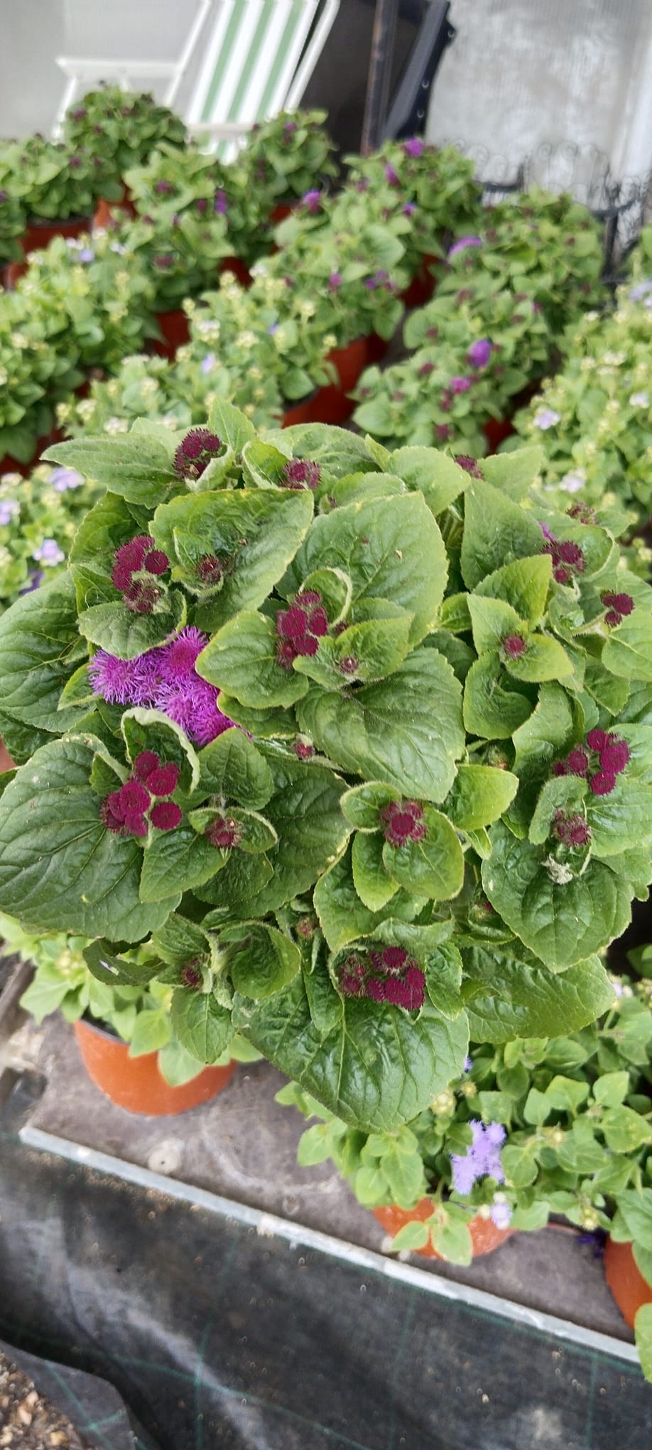 Vapur%20Dumanı%20(Ageratum%20Houstanianum)%20