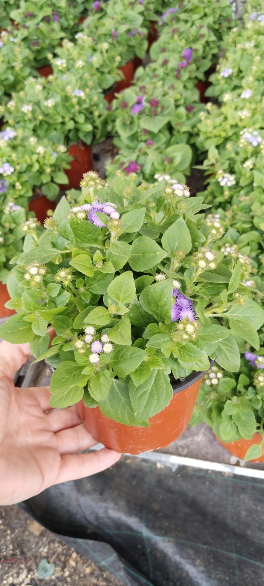 Vapur%20Dumanı%20(Ageratum%20Houstanianum)%20