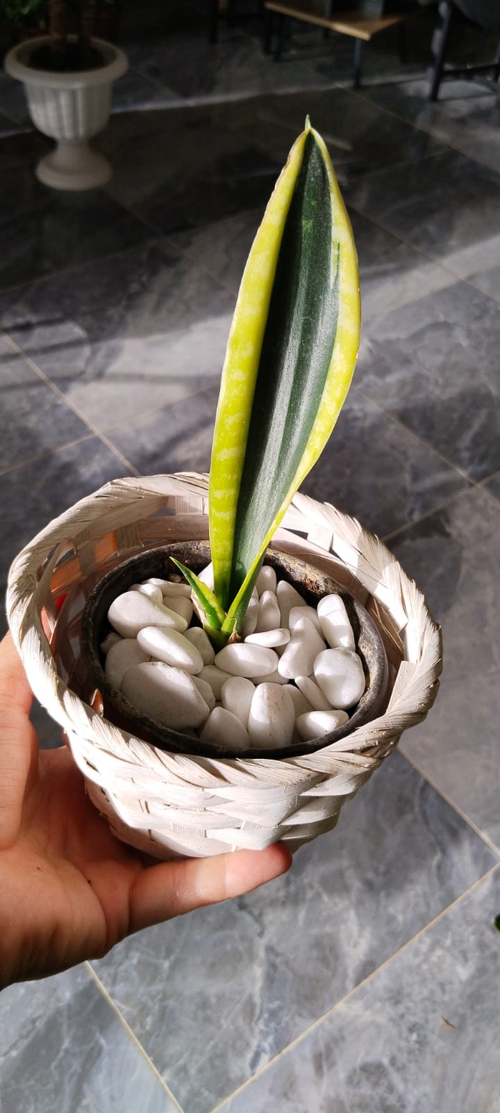 Sansevieria-Kılıç%20Çiçeği%20