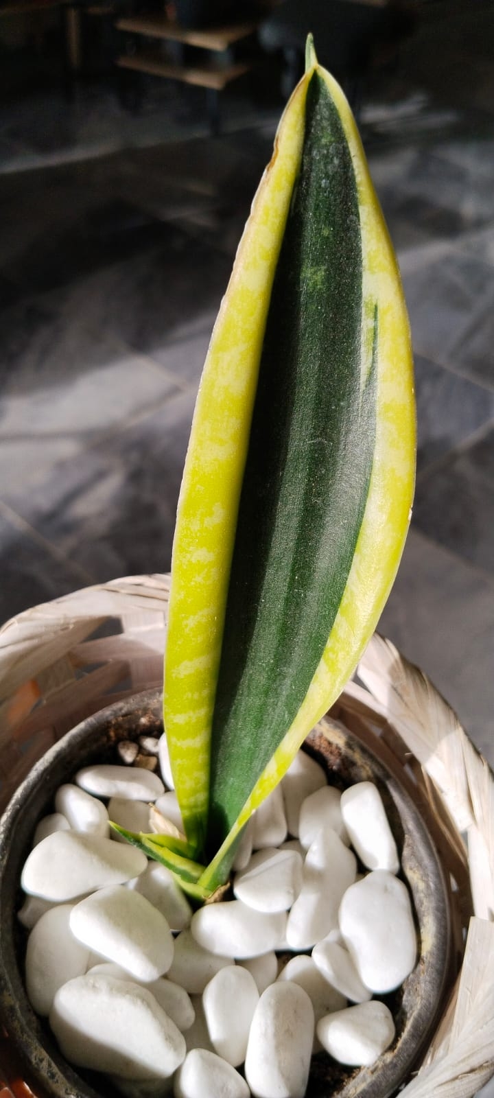 Sansevieria-Kılıç%20Çiçeği%20