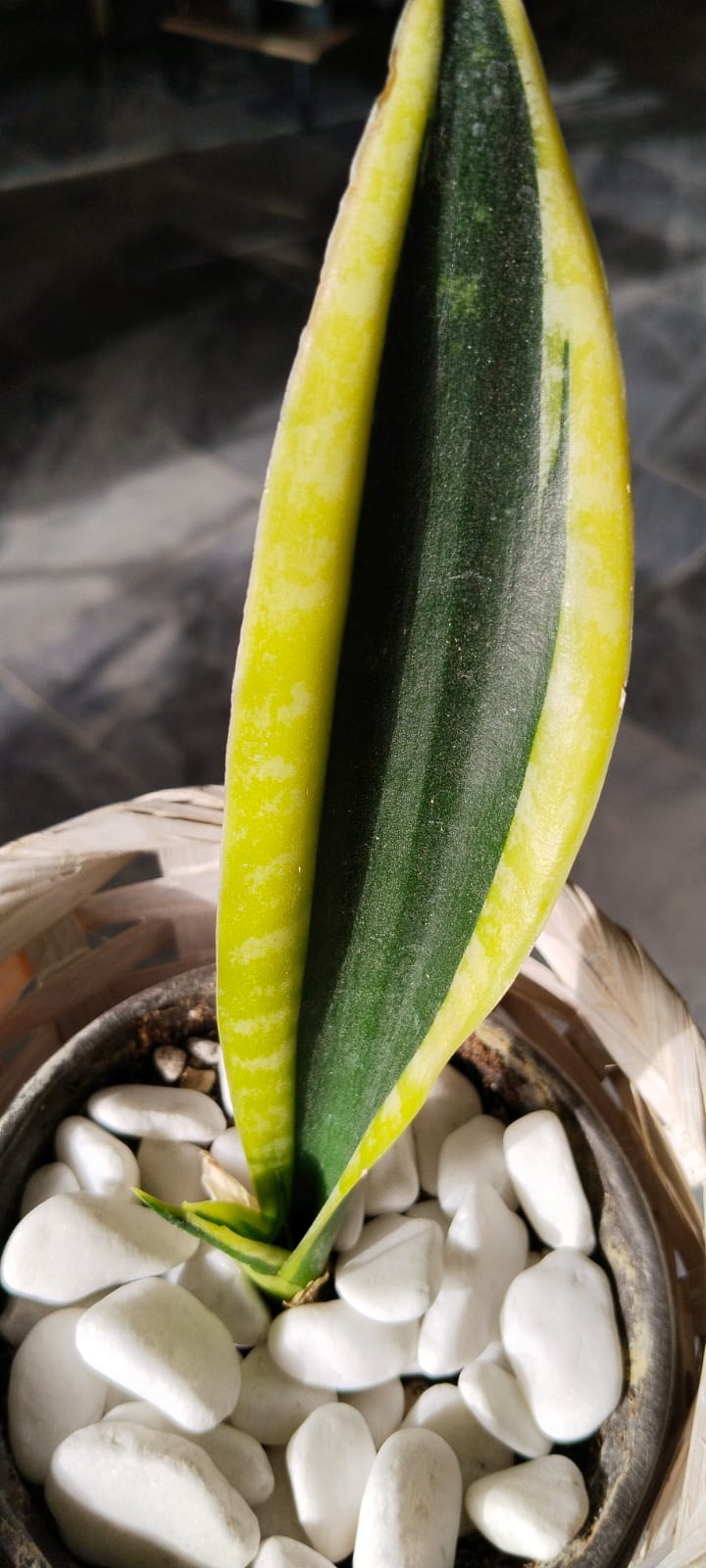 Sansevieria-Kılıç%20Çiçeği%20