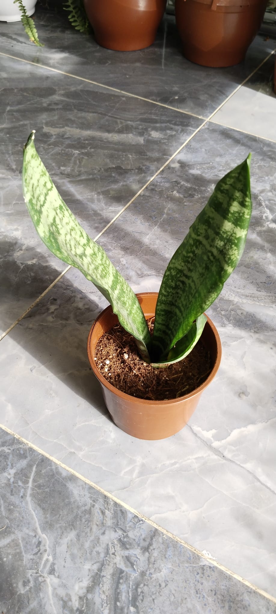 Sansevieria-Paşa%20Kılıcı-%20Peygamber%20Kılıcı%2030-40CM