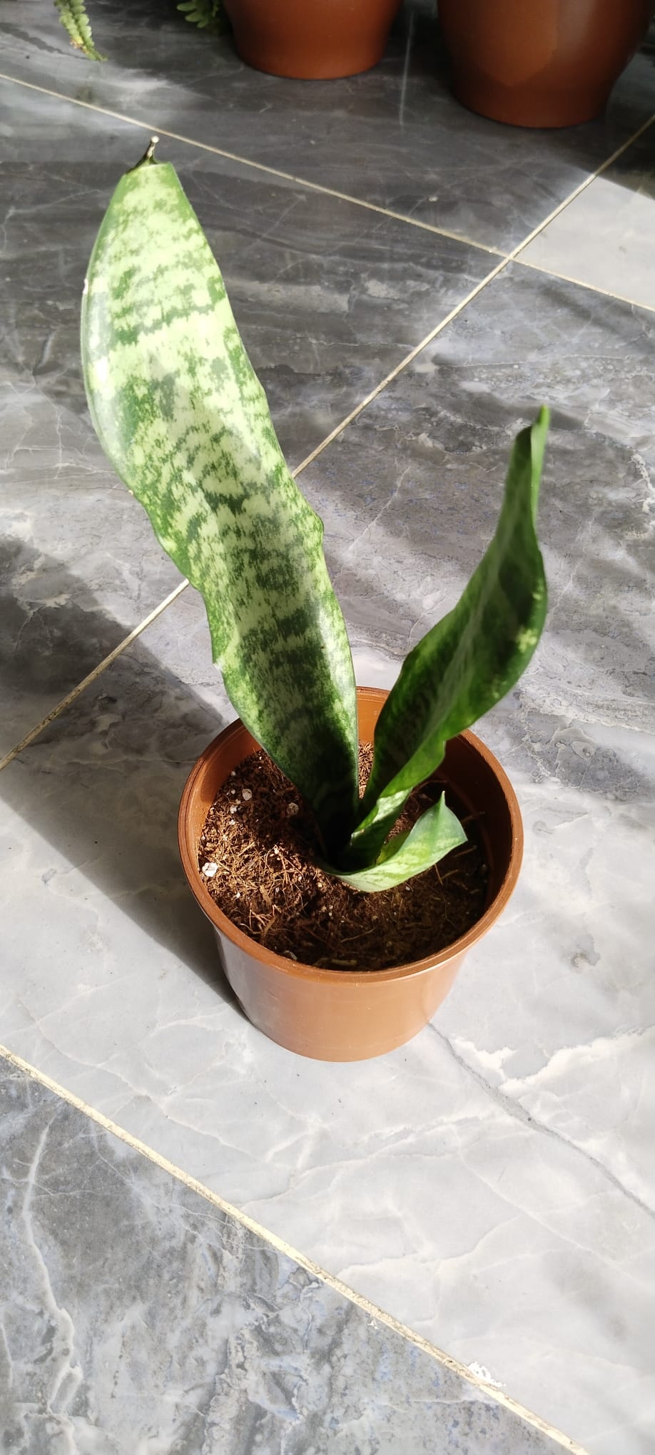 Sansevieria-Paşa%20Kılıcı-%20Peygamber%20Kılıcı%2030-40CM