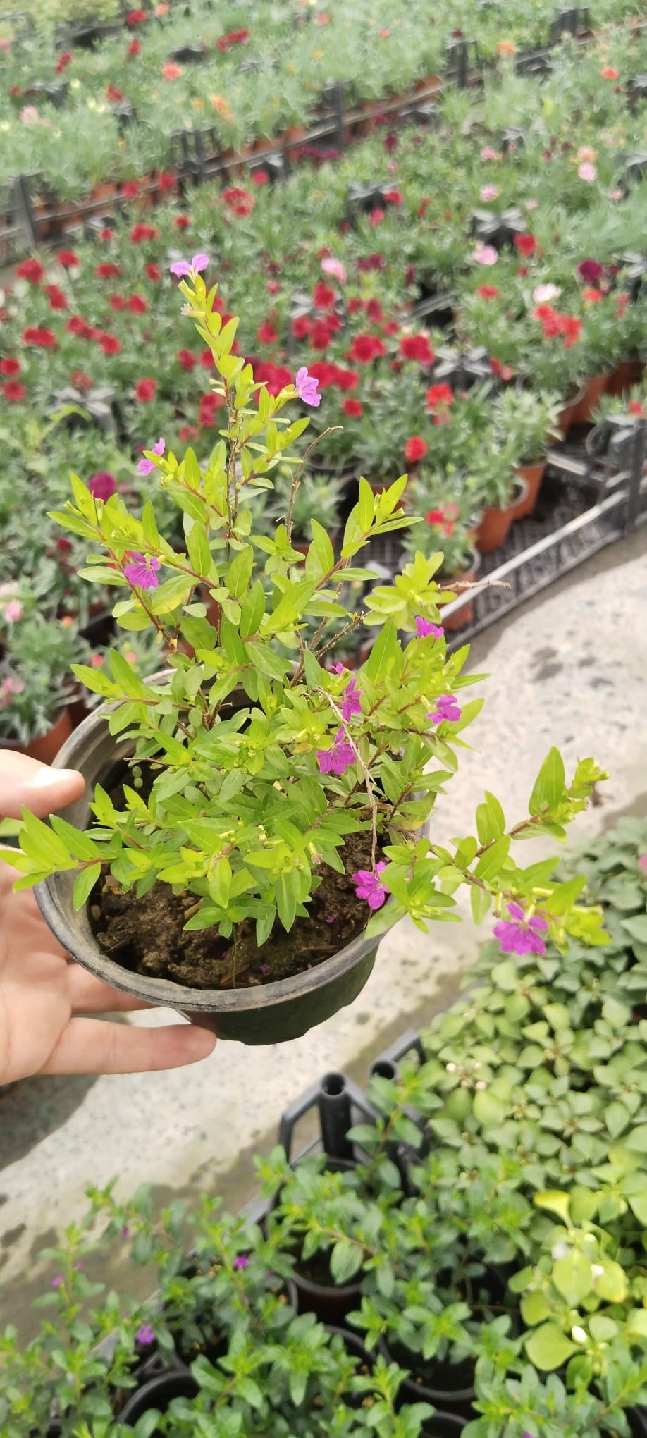 Kufeya%20Cennet%20Çiçeği%20Mor%20Çiçekli%20Cuphea%20Hyssopifolia%2020-25%20Cm