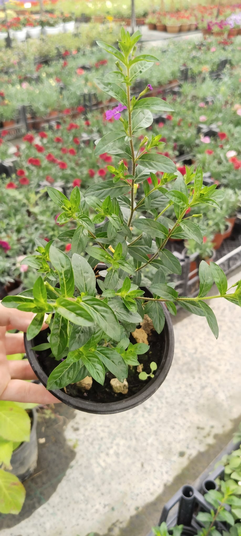 Kufeya%20Cennet%20Çiçeği%20Mor%20Çiçekli%20Cuphea%20Hyssopifolia%2020-25%20Cm