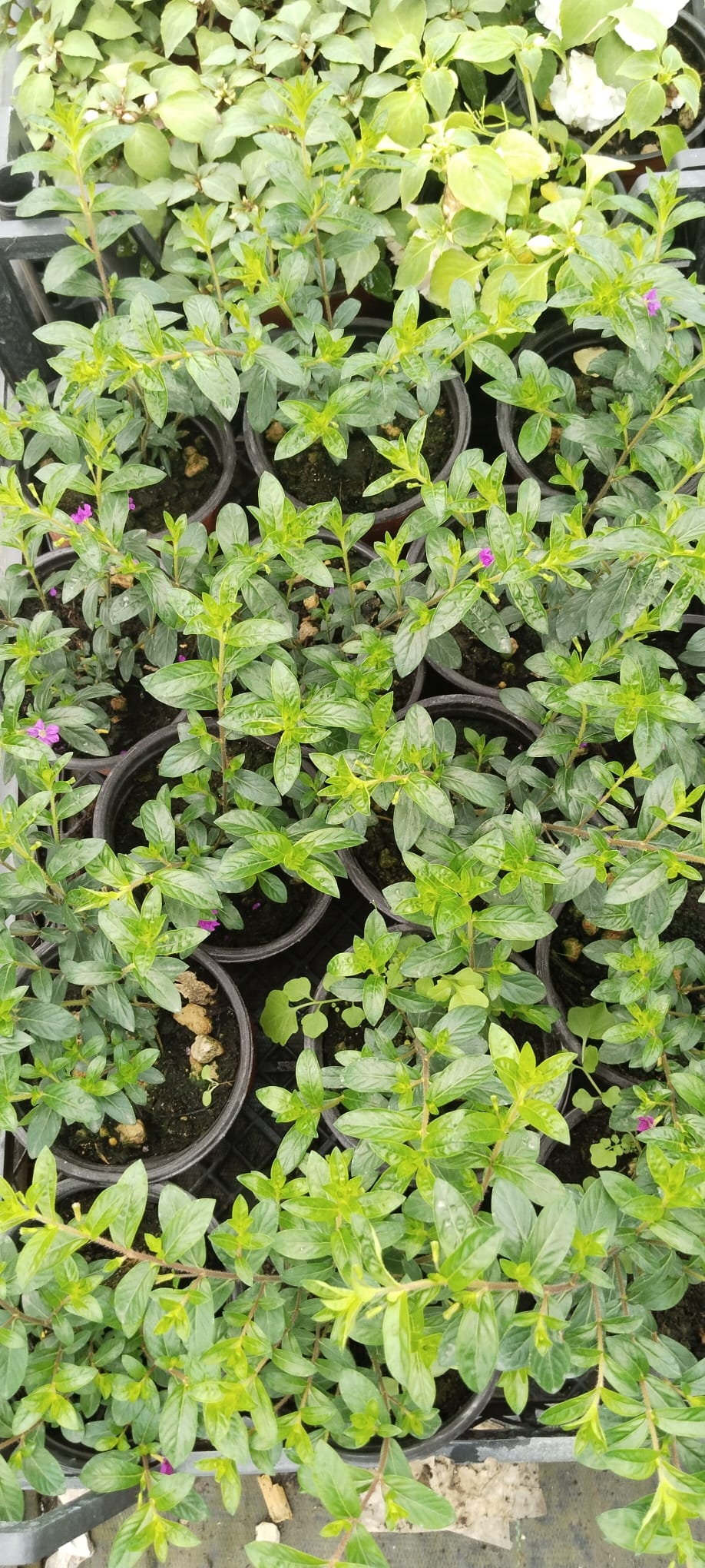 Kufeya%20Cennet%20Çiçeği%20Mor%20Çiçekli%20Cuphea%20Hyssopifolia%2020-25%20Cm