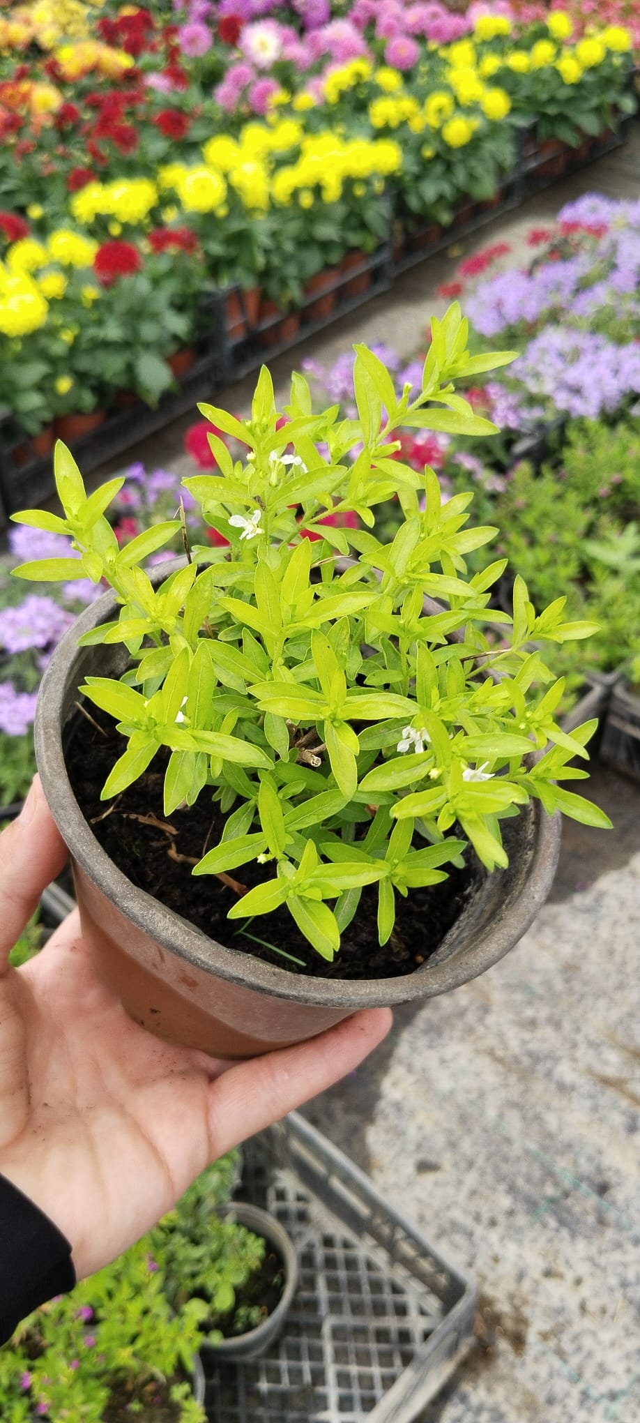 Kufeya%20Cennet%20Çiçeği%20Mor%20Çiçekli%20Cuphea%20Hyssopifolia%2020-25%20Cm