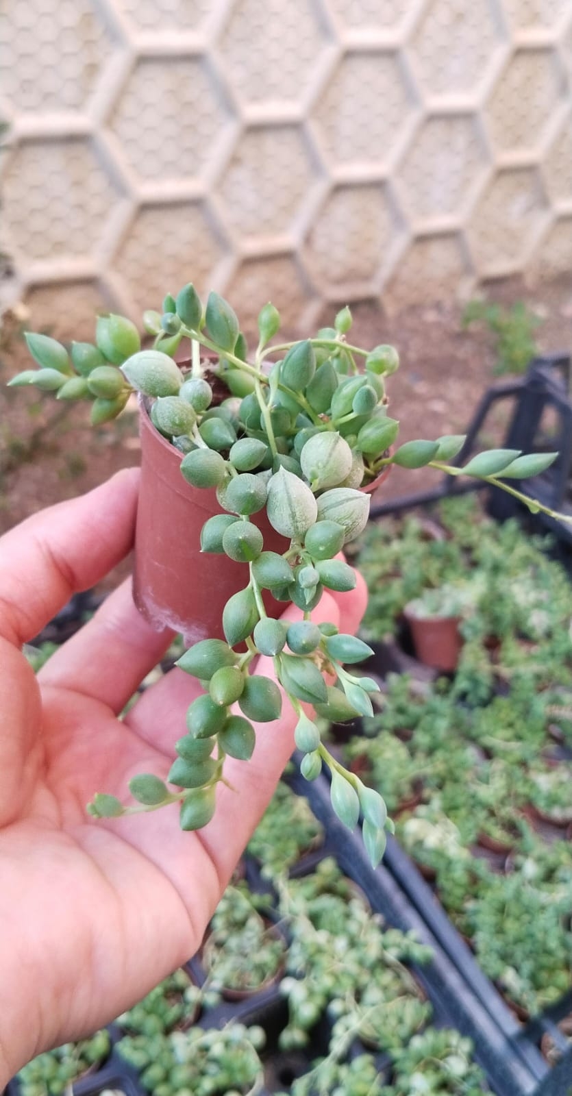 Senecio%20Rowleyanus%20-%20Sukulent%20Tesbih%20Çiçeği