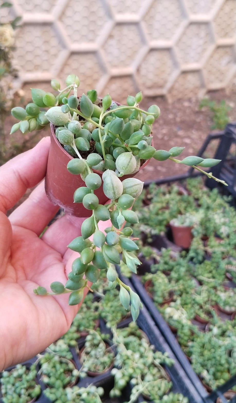 Senecio%20Rowleyanus%20-%20Sukulent%20Tesbih%20Çiçeği