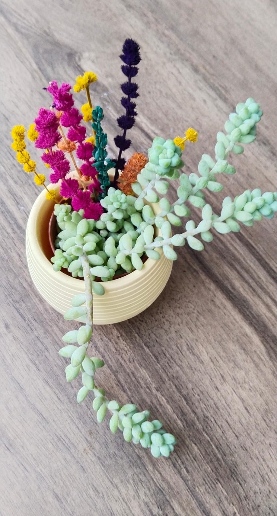 Sedum%20Morganianum%20Maymun%20Kuyruğu%20Sarkan%20Sukulent%20