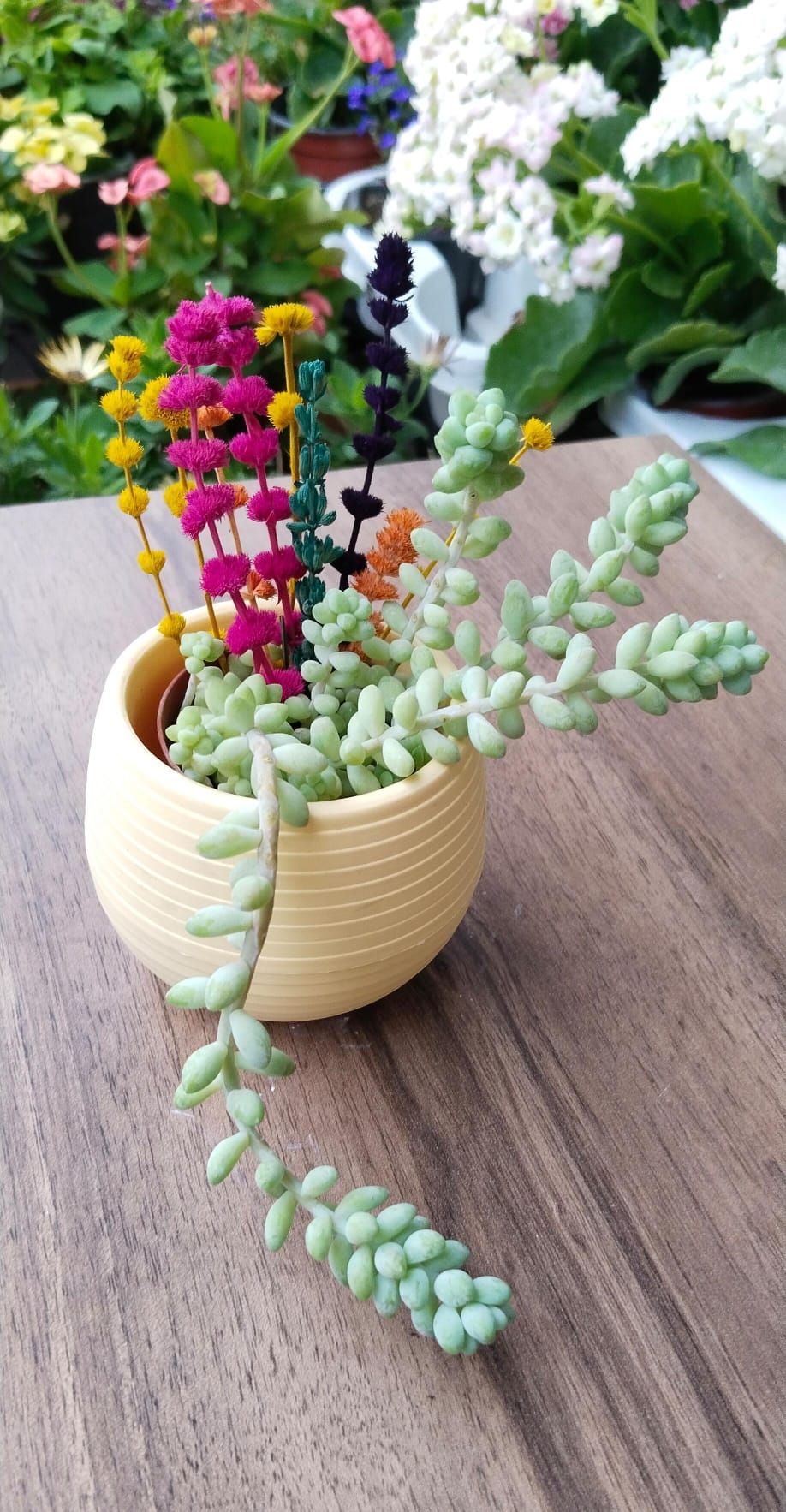 Sedum%20Morganianum%20Maymun%20Kuyruğu%20Sarkan%20Sukulent%20