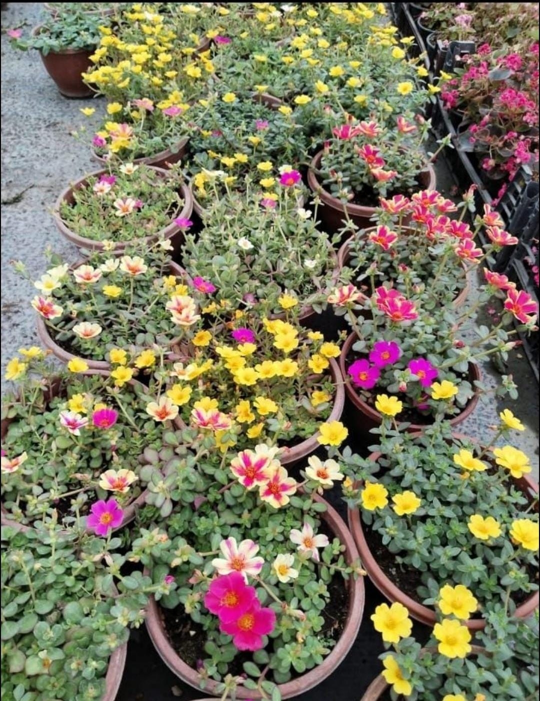 Portulaca%20Yubi%20(Semizotu%20Yapraklı%20İpek%20Çiçeği