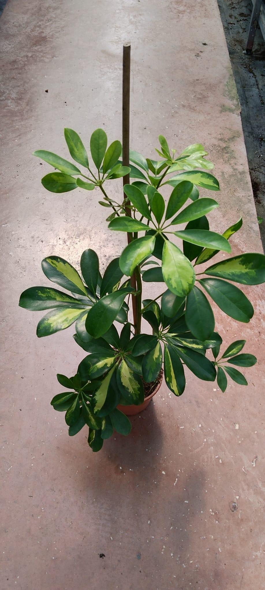 Şeflera%20Çiçeği%20(Schefflera)80-100cm