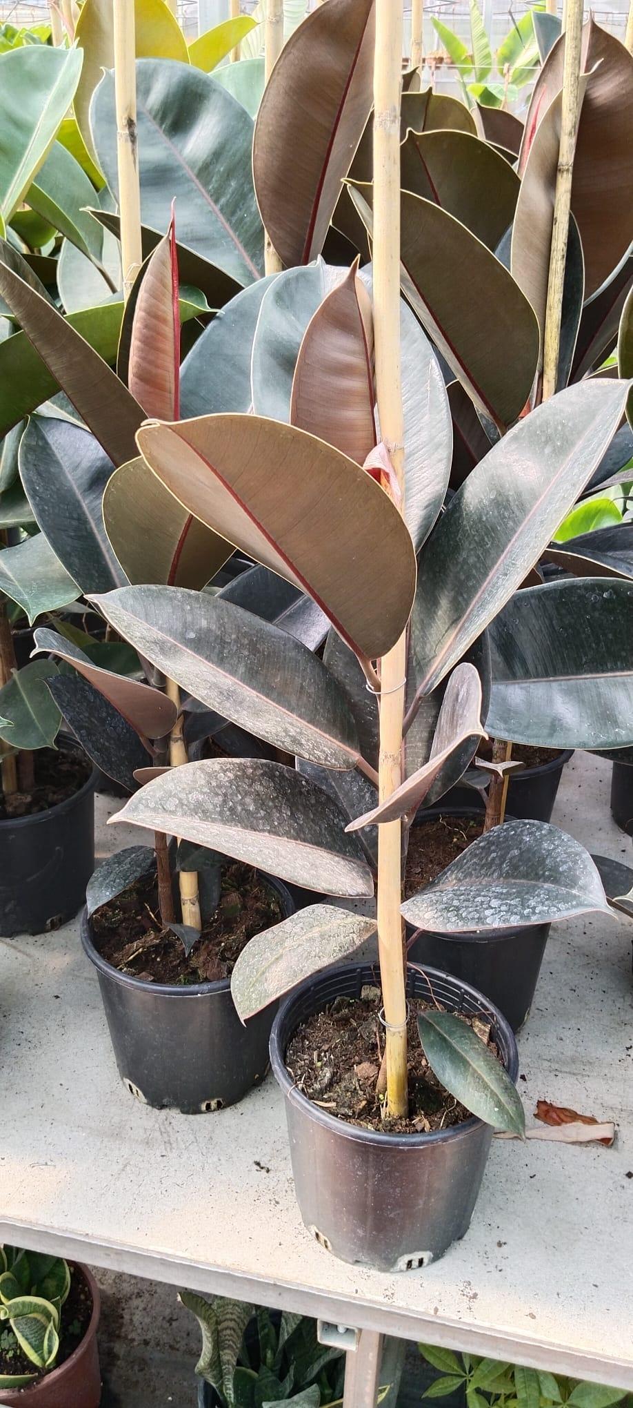 Siyah%20Kauçuk%20(Ficus%20Elastica%20Abidjan-Tek%20Köklü)